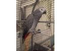 African Grey Parrots: Healthy, Hand-Trained, Affordable Pets