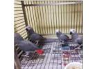 African Grey Parrots: Healthy, Hand-Trained, Affordable Pets