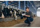 Boost Efficiency and Profits with a Dairy Management System!