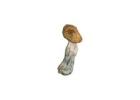 buy cuban magic mushrooms michigan