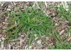 Transform Your Garden with Dallisgrass Seeds!