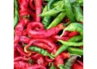 Hot Chili Pepper Cow Horn Seeds – Non-GMO & Gluten-Free