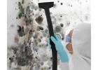 Emergency Mould Cleaning Services Anytime