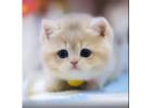 Munchkin Cat for Sale