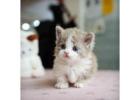 Munchkin cat for sale -AL