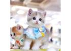 Munchkin Cat For Sale