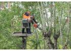 Tree Trimming and Pruning North Shore