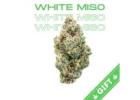 Buy White Miso online 10% OFF at Giving Tree DC Dispensary in Washington DC