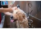 Best Dog Grooming Services in Doughiska