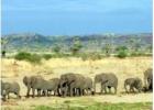 Struggling to Find Reliable Kenya Migration Safari Packages?