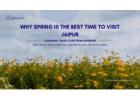 Discover why Jaipur is the best time to visit in Spring