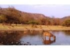 Book Ranthambore National Park Tour Packages for Wildlife & Safari Fun