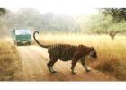 Book Ranthambore Tour Packages for Unforgettable Safari Experiences