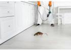 Ultimate Mosquito Control in Jaipur Safe Fast Protection