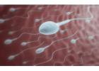 Low Sperm Motility: Why Sperm Don’t Swim Properly and What Can Help
