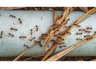 24-Hour Pest Control Services – Fast & Reliable Pest Removal