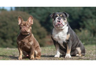 Traumhafte Bulldoggen-Welpen – Jetzt verfügbar!