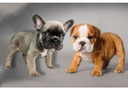 Französische & Englische Bulldoggen – Direkt vom Züchter!