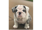 Englische Bulldoggen Welpen Zu Verkaufen – Liebevolle Bulldoggen Für Die Ganze Familie