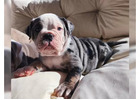 Englische Bulldoggen Welpen – Ihr Neuer Treuer Begleiter