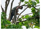 Professional Tree Care for a Beautiful Spring Landscape