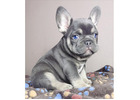 Mini Französische Bulldoggen – Kleine Hunde, Großes Herz!