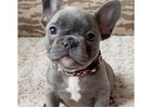 Zuckersüße Mini Bulldoggen – Direkt vom Züchter erhältlich!