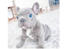 Mini Bulldoggen Welpen – Ihr perfekter kleiner Begleiter wartet!