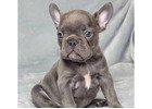 Gesunde Mini Bulldoggen & Englische Welpen – Jetzt anfragen!