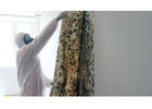 Affordable Mould Removal Specialist Near You Today