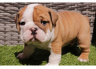 Englische Bulldoggen – Jetzt Ihren Traumwelpen nach Hause holen!