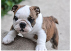 Englische Bulldoggen Welpen – Gesund, Geprüft & Mit Papieren!