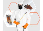 Best Pest Control in Jaipur Expert Eco Friendly Solutions