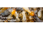 Bedbugs Control Services in Jaipur Expert Solutions