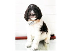 Best Goldendoodle Breeder San Diego