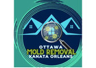 Trusted Mold Inspection & Mold Removal in Ottawa