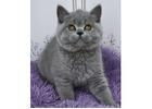 Britisch Kurzhaar Kitten gesucht? Hier werden Sie fündig!