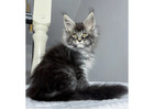 Maine Coon Kätzchen kaufen – Reinrassig, gesund & sozialisiert