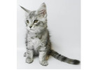 Maine Coon Kitten gesucht? Hier werden Sie fündig!
