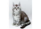 Beeindruckende Maine Coon Katzen – Züchter direkt, geprüfte Gesundheit