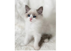 Ragdoll-Kätzchen mit Charakter – Ihr neues Familienmitglied wartet