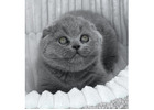 Scottish Fold Kitten gesucht? Hier werden Sie fündig!