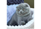 Charmante Scottish Fold Katzen – Züchter direkt, geprüfte Gesundheit