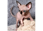 Sphynx-Kätzchen kaufen – Reinrassig, gesund & voller Persönlichkeit