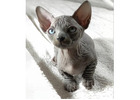 Sphynx Kitten gesucht? Hier werden Sie fündig!