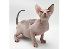 Sphynx-Kätzchen mit Charakter – Ihr neues Familienmitglied wartet
