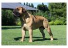 Beef Knuckle Bones for Dogs "Keeps Heavy Chewers Busy for Hours"