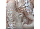 Buy Fresh Fish Fillets Online