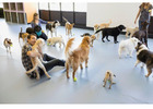 24 Hour Dog Sitter Lents