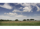Rocking M Ranch Beef Fresh Grass-Fed Quality from Texas